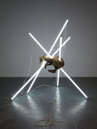 Bloomberg New Contemporaries 2008 — Steve Bishop, Suspension of Disbelief, Taxidermied fox, fluorescenttubes, electronic ballasts in wood and perspex housing, wires 170 x170 x 160cm, 2007 , In the collection of J. Helgesen, Oslo