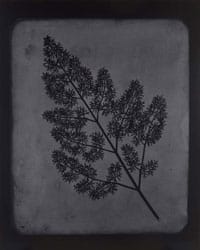 Hiroshi Sugimote: Lightning Fields and Photogenic Drawing — 
A Stem of Delicate Leaves of an Umbrellifer, circa 1843 – 1846, 2009
Toned gelatin silver print: 93.7 x 74.9 cm
© Hiroshi Sugimoto
