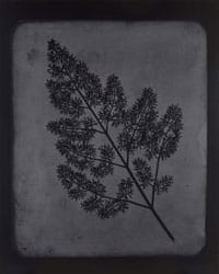 Hiroshi Sugimote: Lightning Fields and Photogenic Drawing —
A Stem of Delicate Leaves of an Umbrellifer, circa 1843 – 1846, 2009
Toned gelatin silver print: 93.7 x 74.9 cm
© Hiroshi Sugimoto
