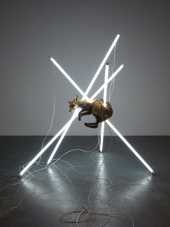 Bloomberg New Contemporaries 2008 — Steve Bishop, Suspension of Disbelief, Taxidermied fox, fluorescenttubes, electronic ballasts in wood and perspex housing, wires 170 x170 x 160cm, 2007 , In the collection of J. Helgesen, Oslo