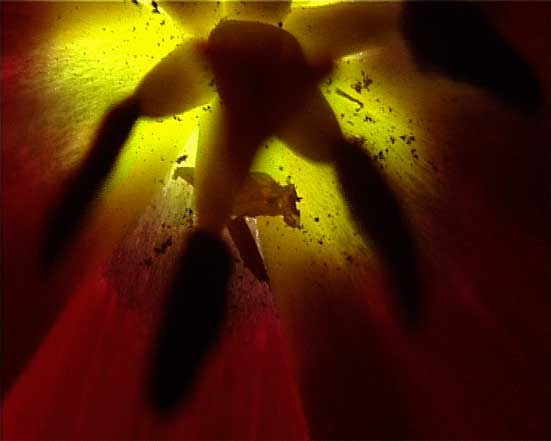 Female Fragrance: Video Art Screenings — 
Gunvor Nelson 
True to Life 2006
HD video 38:00 minutes
