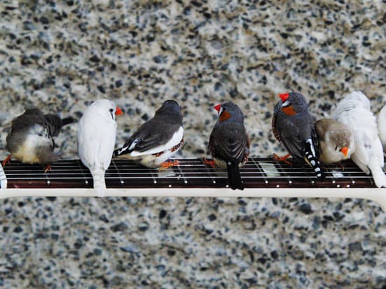 The Birds: Celeste Boursier-Mougenot, not Hitchcock — 
Céleste Boursier-Mougenot
The Curve, Barbican Art Gallery 27 February- 23 May 2010
Photo Credit: Lyndon Douglas
