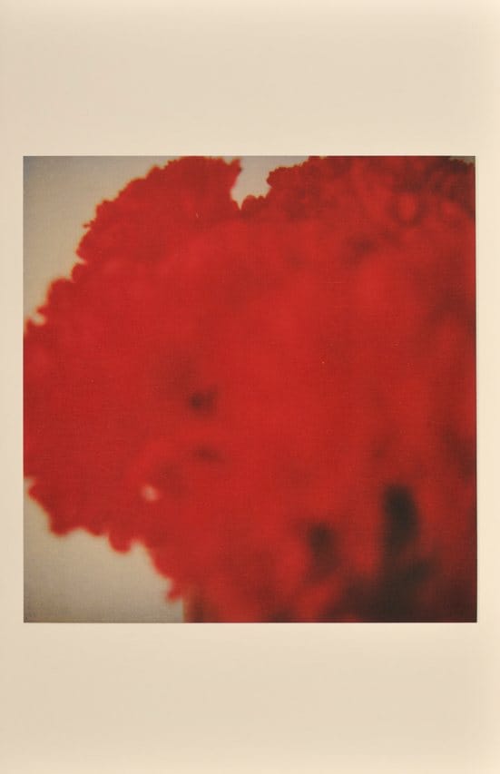 Time Regained: Cy Twombly Photographer and Guest Artists — 
Flowers II, Gaeta, 2006
© Cy Twombly. Print Richard Cook
