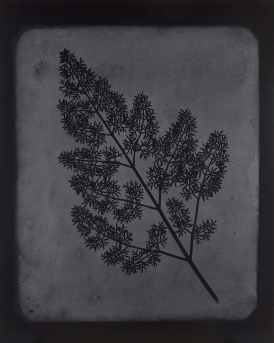 Hiroshi Sugimote: Lightning Fields and Photogenic Drawing — 
A Stem of Delicate Leaves of an Umbrellifer, circa 1843 – 1846, 2009
Toned gelatin silver print: 93.7 x 74.9 cm
© Hiroshi Sugimoto
