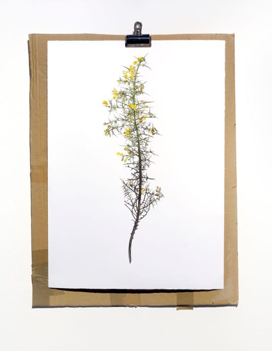 
Andy ParkerUlex europaeus ivwatercolour painting, cardboard, bulldog clip50 x 85 cm2008
